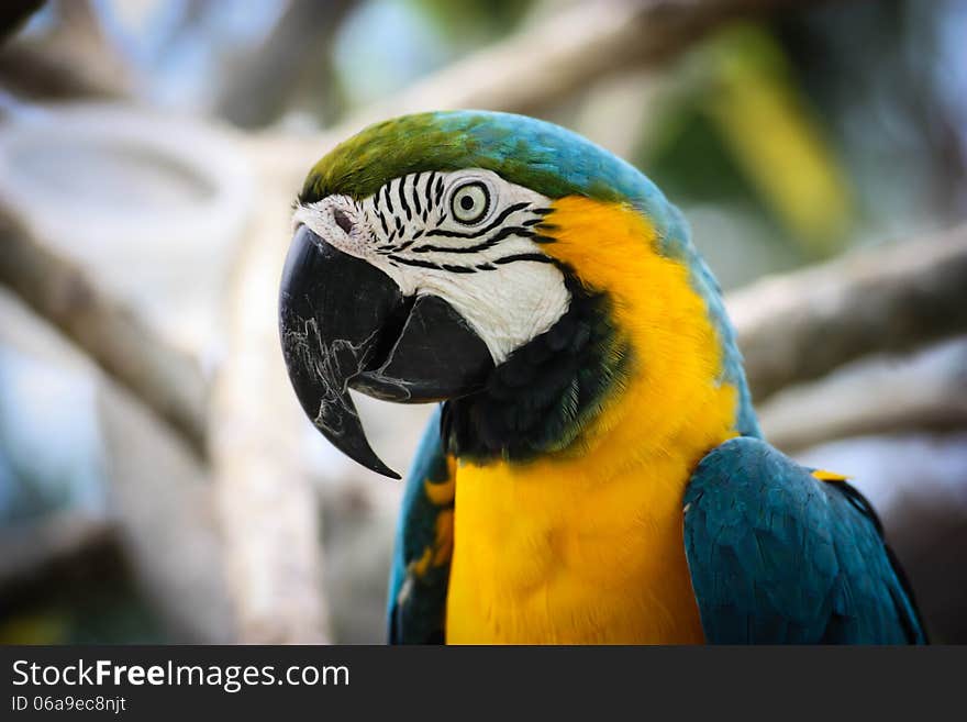 A blue and yellow macaw parrot