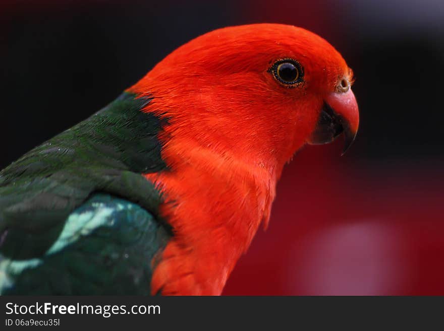 An austalian king parrot in profile. An austalian king parrot in profile