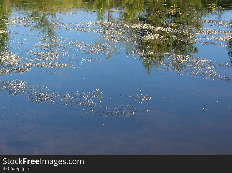 A lot of slime on the water