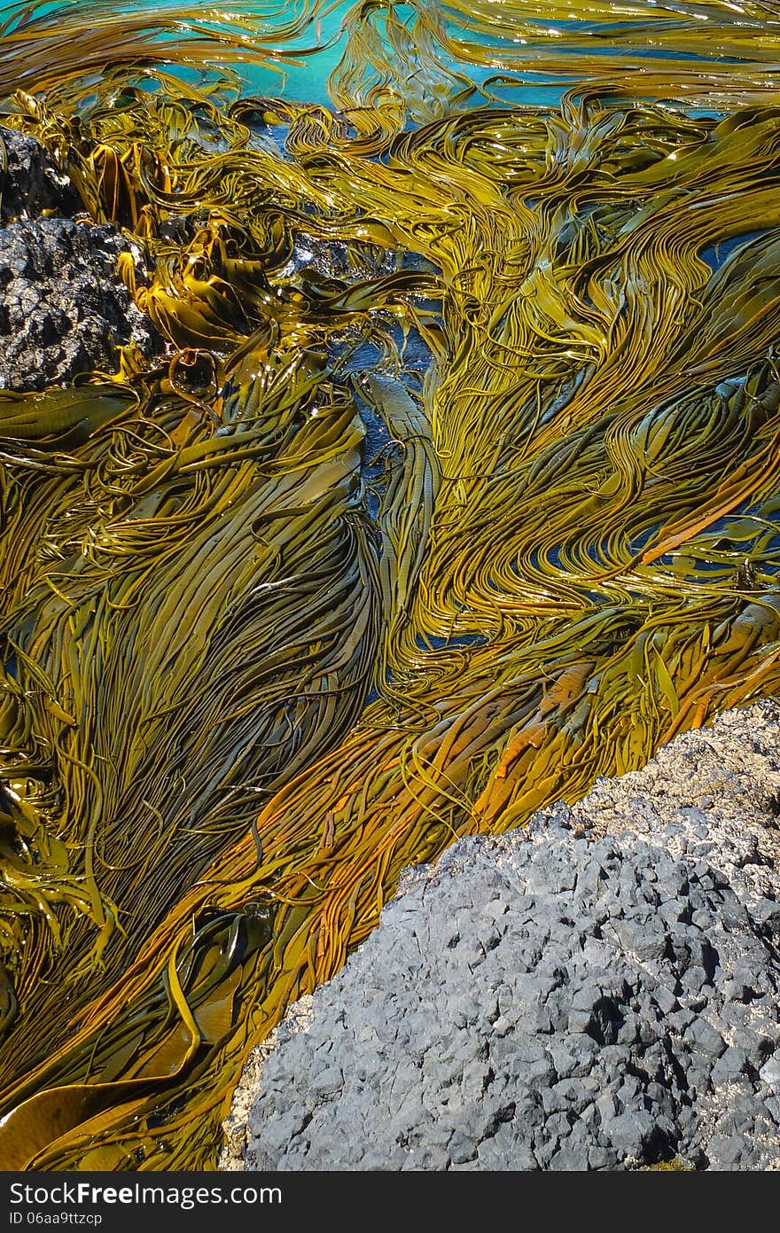 Kelp Seaweed