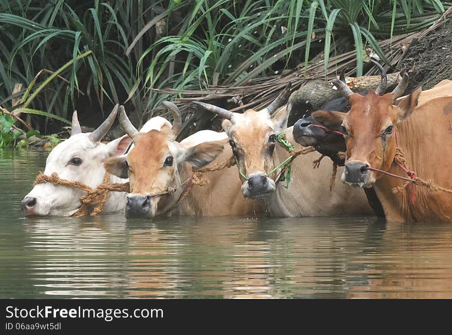 Cattle in river