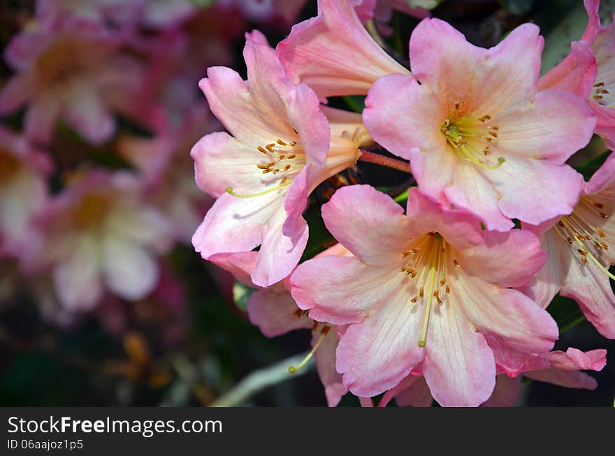 Beautiful pink rhododendron flowers blooming in spring