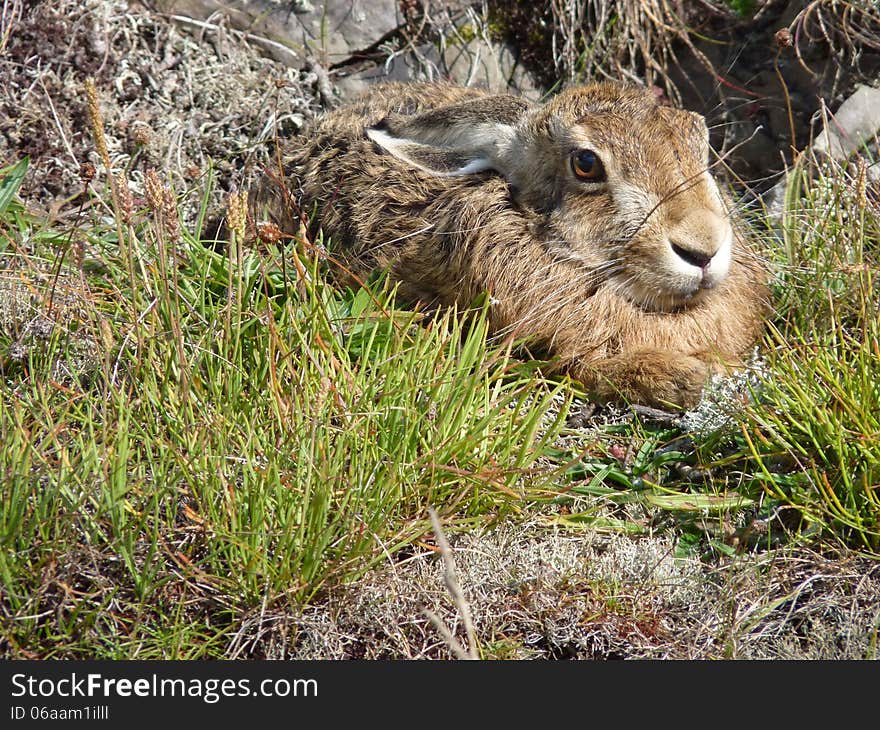 Wild Rabbit in Knaresborough, England