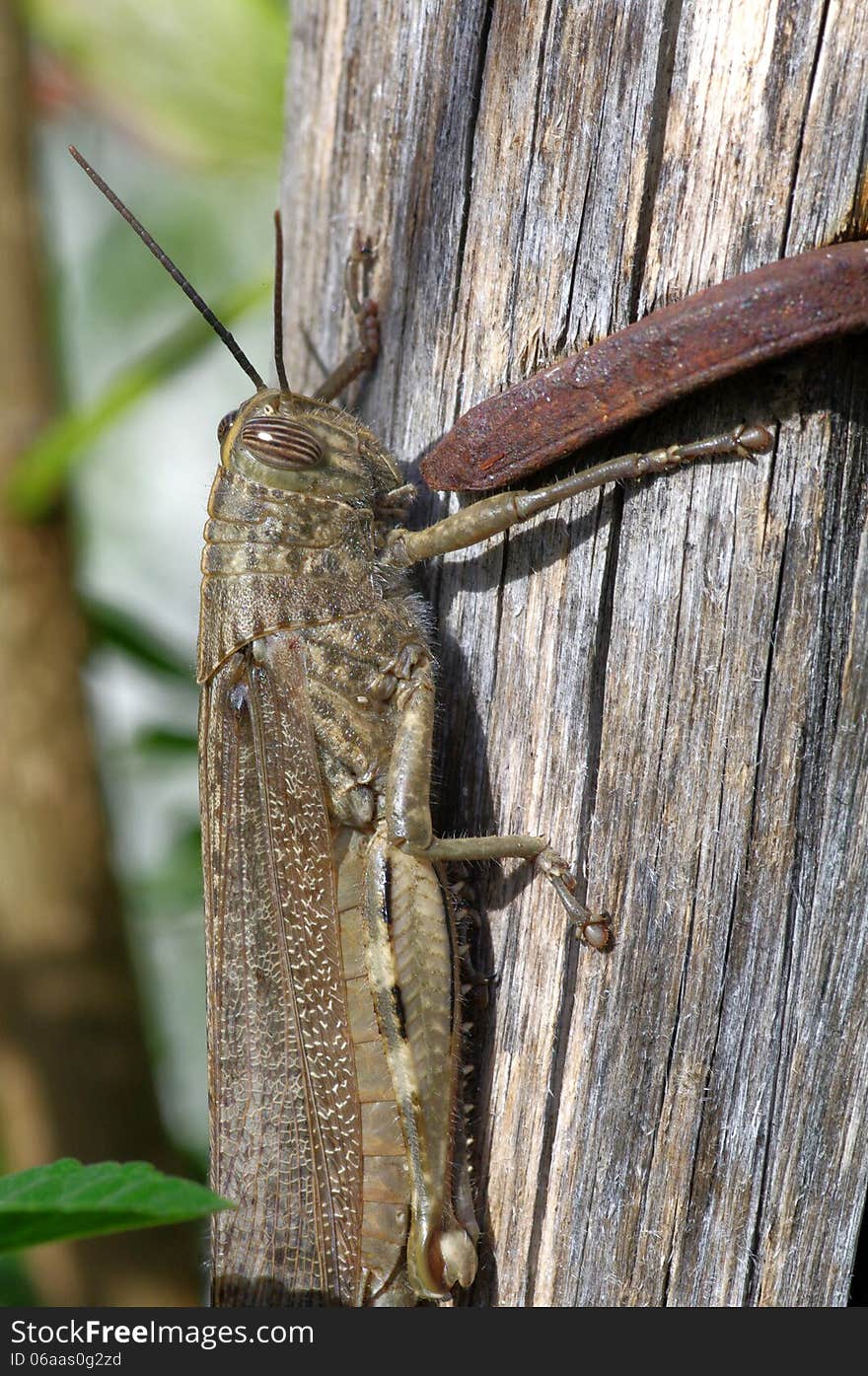 Adult Egyptian Locusts, one of the largest european grasshoppers (Anacridium aegyptium)