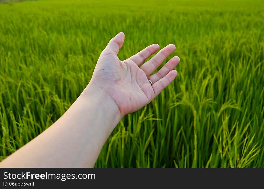 Hand on paddy field