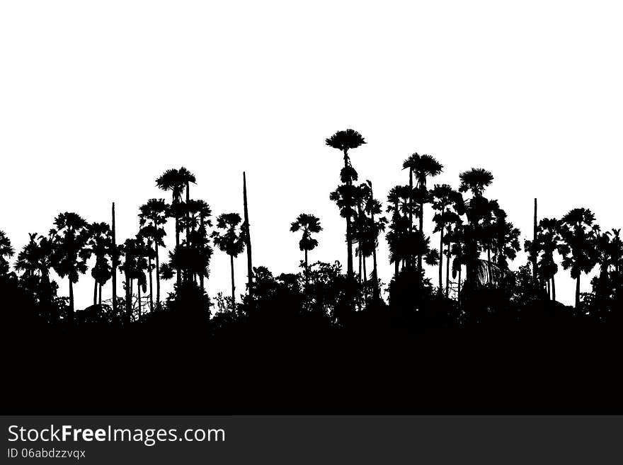 Silhouette sugar palm on white background