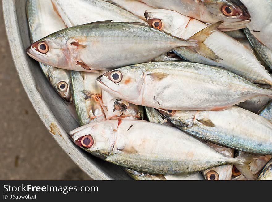 Fresh sardine fish on sale at local market. Fresh sardine fish on sale at local market