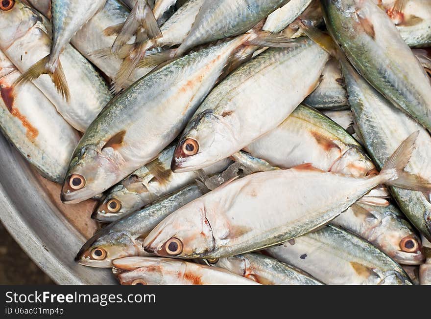 Fresh sardine fish at market