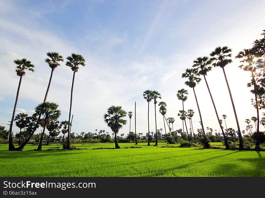 Green Rice Field with the palm tree background