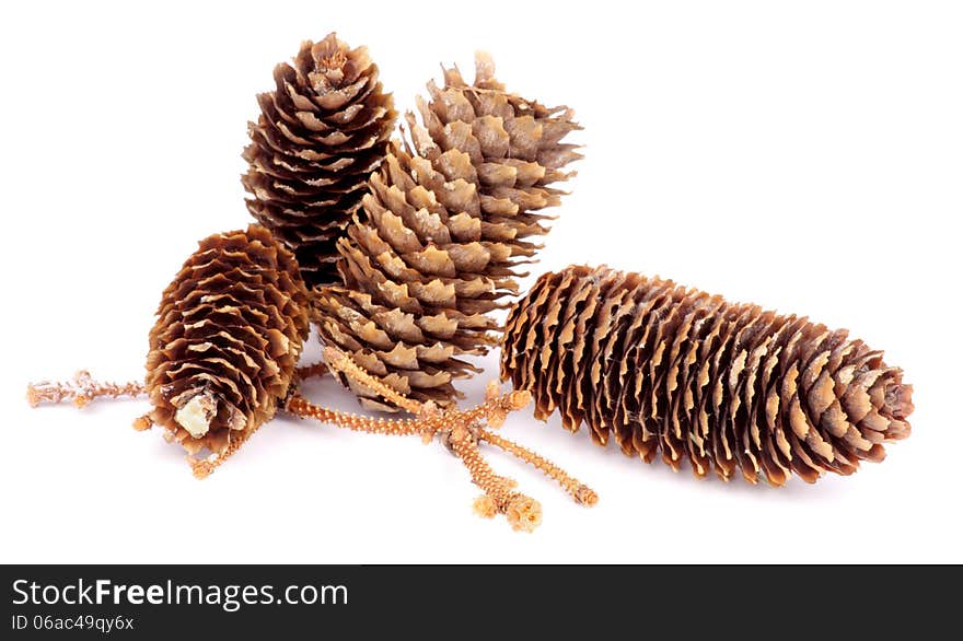 Arrangement of Fir Cones and Spruce Stems isolated on white background