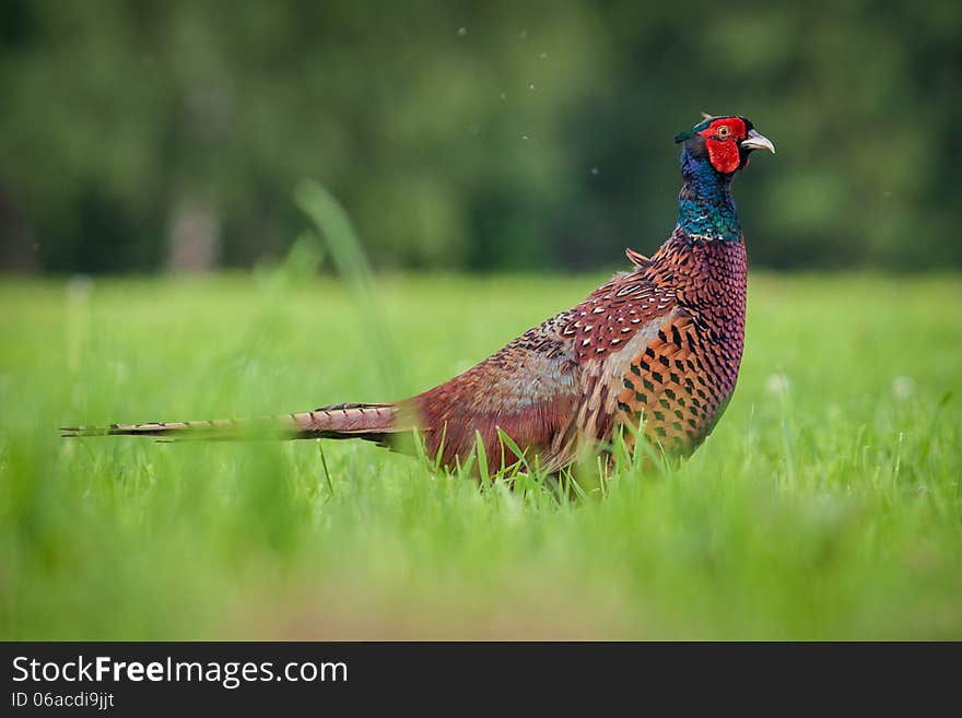 Pheasant on a meadow in grass