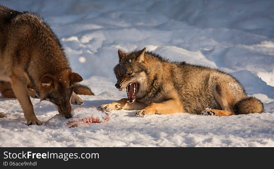 Wolves in winter at prey. Wolves in winter at prey