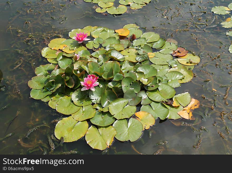 Water Lily Plants.