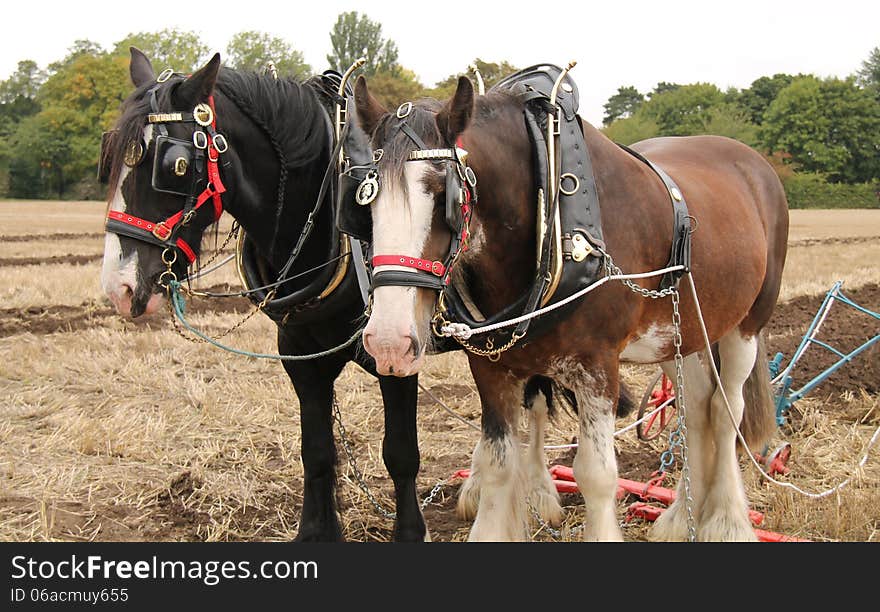 Two Large Working Horses Pulling a Farm Plough. Two Large Working Horses Pulling a Farm Plough.