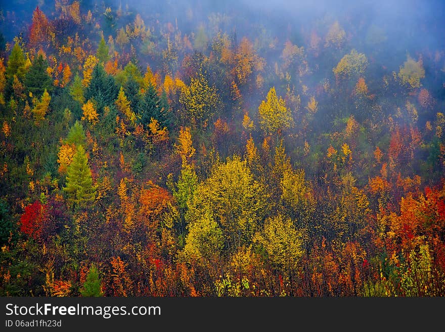 Autumn view of mountain forest New Zealand. Autumn view of mountain forest New Zealand