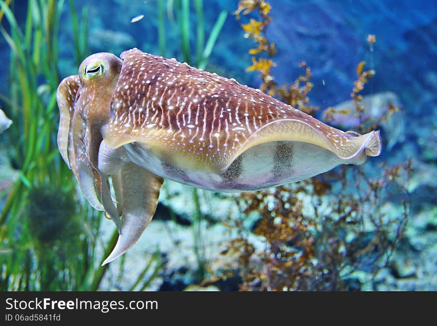 Weird sea creature in a large aquarium at S.E.A aquarium, Singapore.