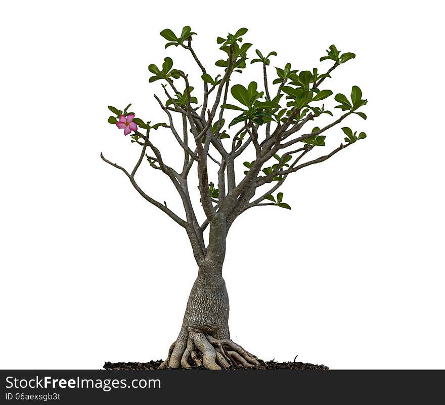 Desert rose or Ping Bignonia tree isolated on white background