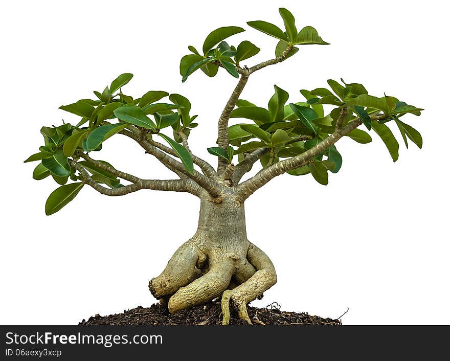 Desert rose or Ping Bignonia tree isolated on white