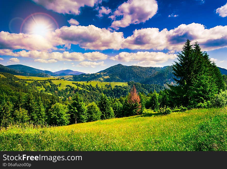 Meadow near coniferous forest in mountains in evening. Meadow near coniferous forest in mountains in evening