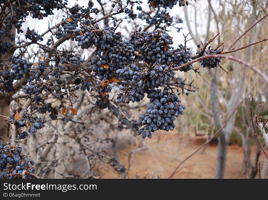 A picture of a New Mexico olive tree in the fall. A picture of a New Mexico olive tree in the fall.