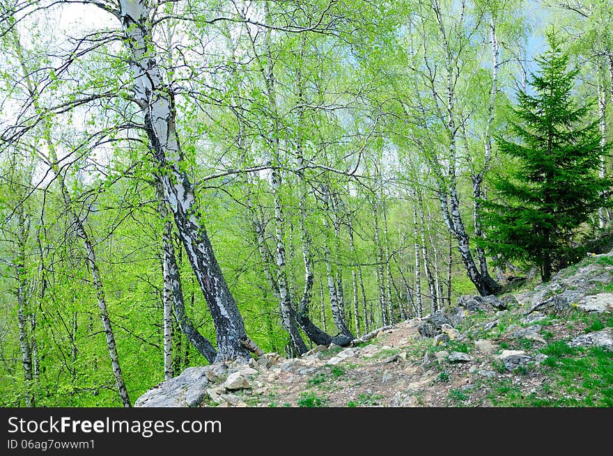 Birch forest and a fir tree in the Fagaras mountains in Romania. Birch forest and a fir tree in the Fagaras mountains in Romania