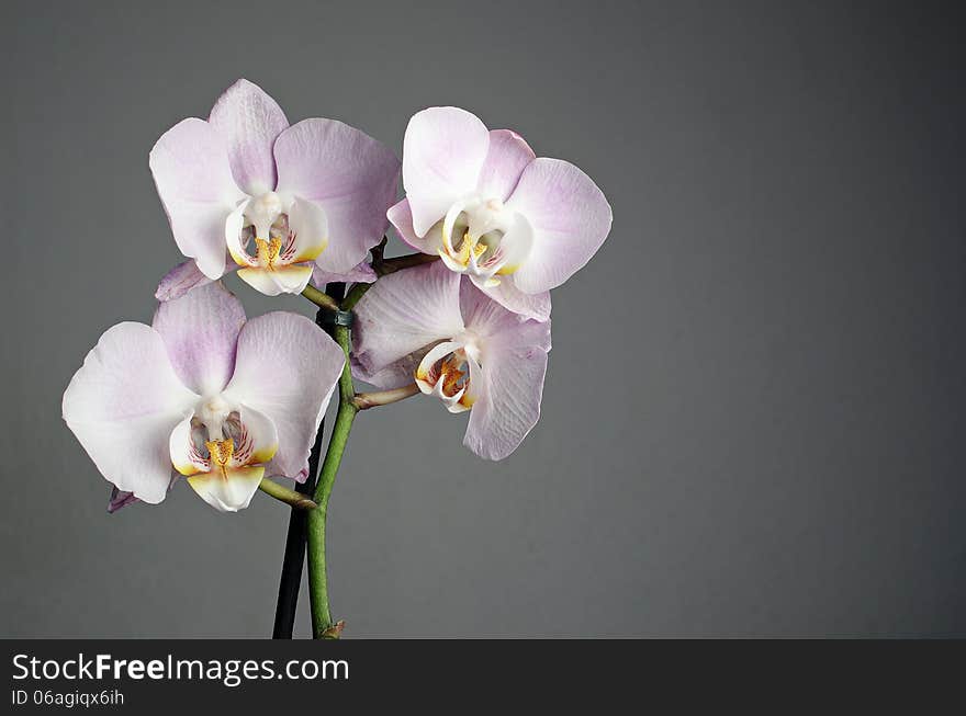 Orchid on grey