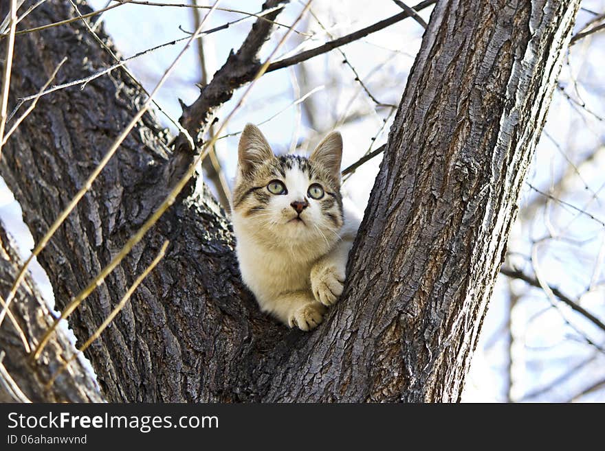 The small kitten plays outdoors near a big tree