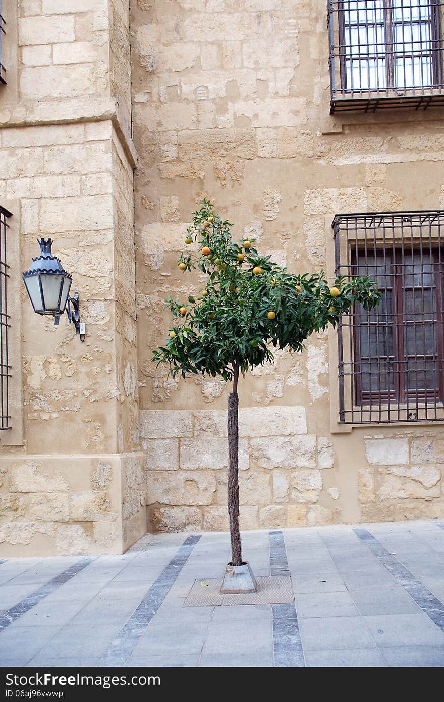 Wild orange tree on the street in old Mediterranean town. Cordoba, Spain