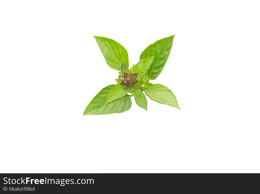 Thai Basil