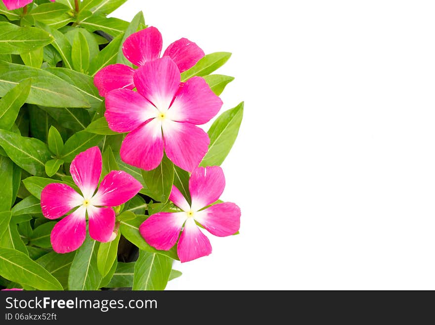 Periwinkle isolated on white background