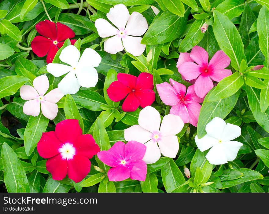 Periwinkle Or Madagascar Flowers