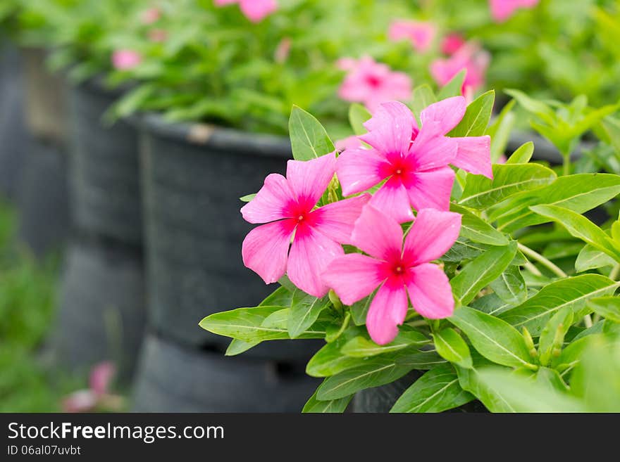 Periwinkle Or Madagascar Flowers