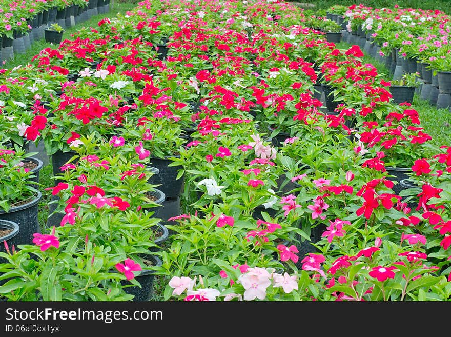 Periwinkle or madagascar flowers in garden