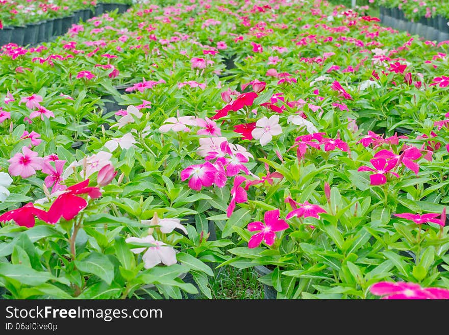 Periwinkle or madagascar flowers in garden