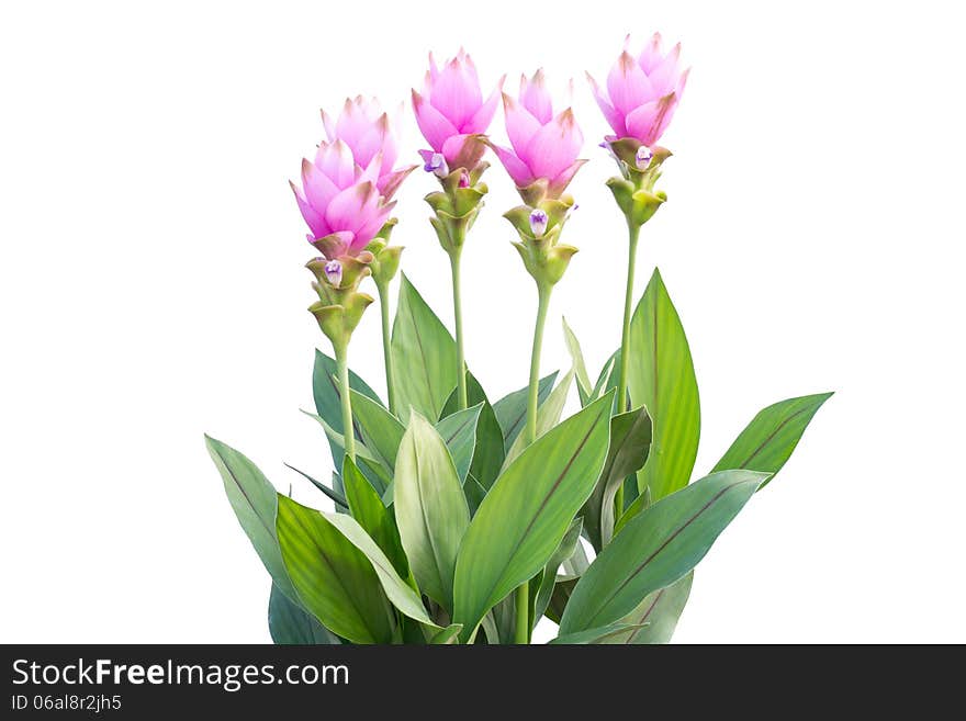 Siam Tulip