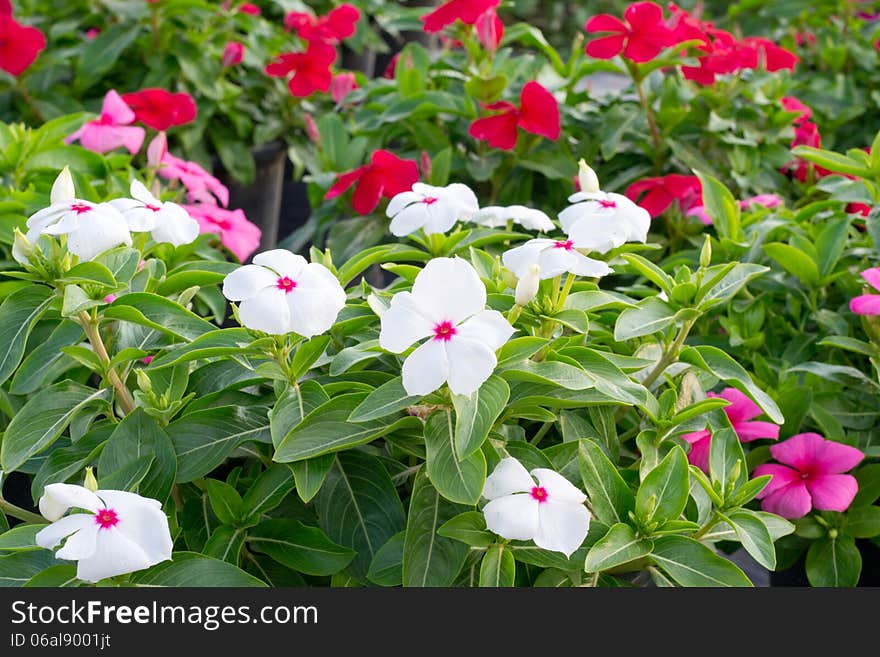 Periwinkle or madagascar flowers in garden