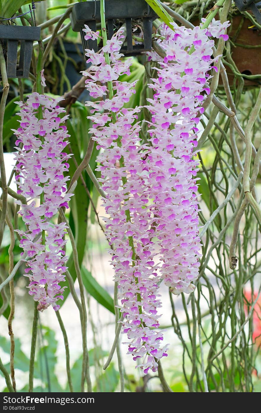 Wild orchid name Rhynchostylis retusa