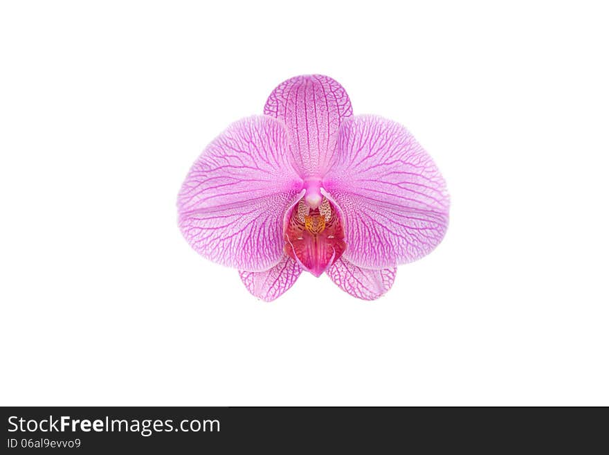 Phalanopsis  orchid