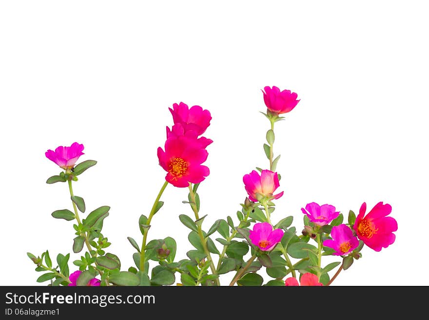 Portulaca Flower