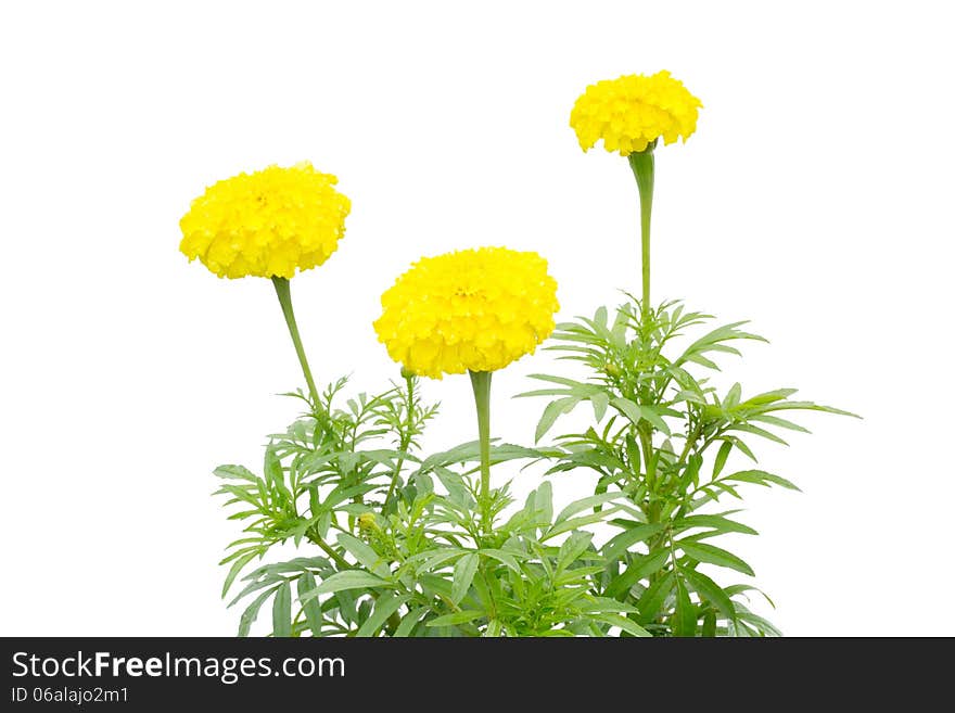 Marigold on tree isolated on white background