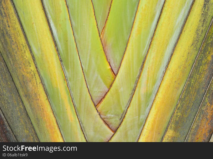 Palm trunk texture, Ravenala madagascariensis