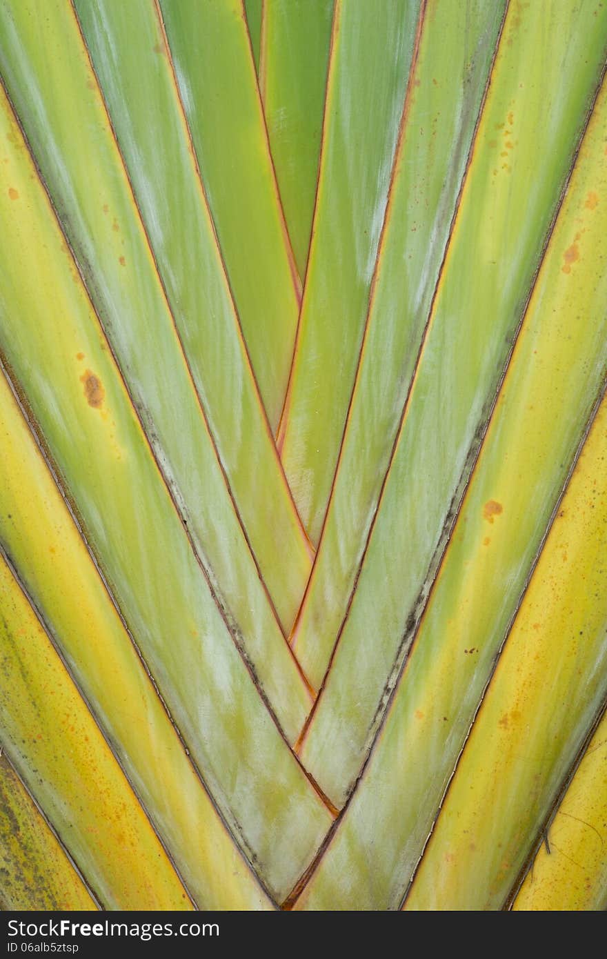 Palm trunk texture, Ravenala madagascariensis