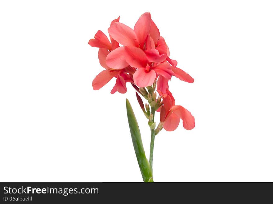 Canna Flowers