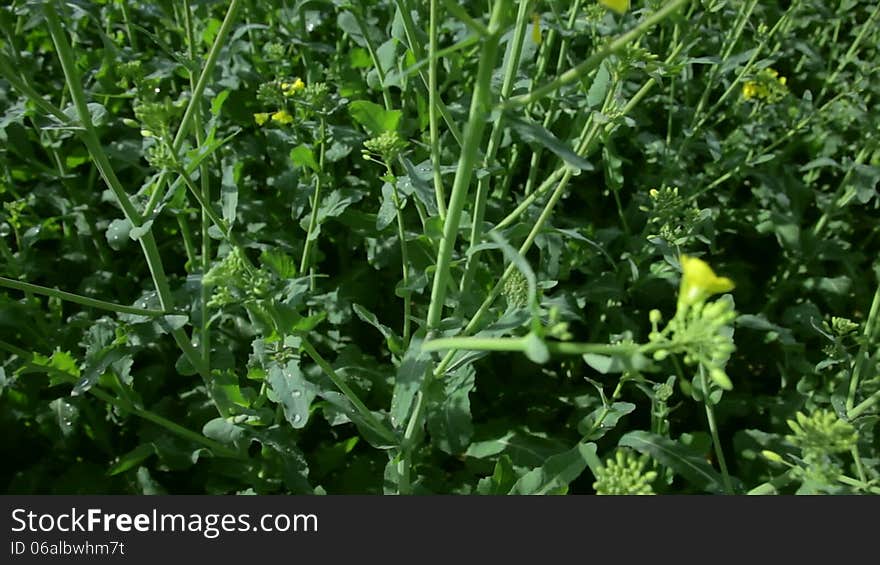 Shot of canola in 1080p in summer. Shot of canola in 1080p in summer