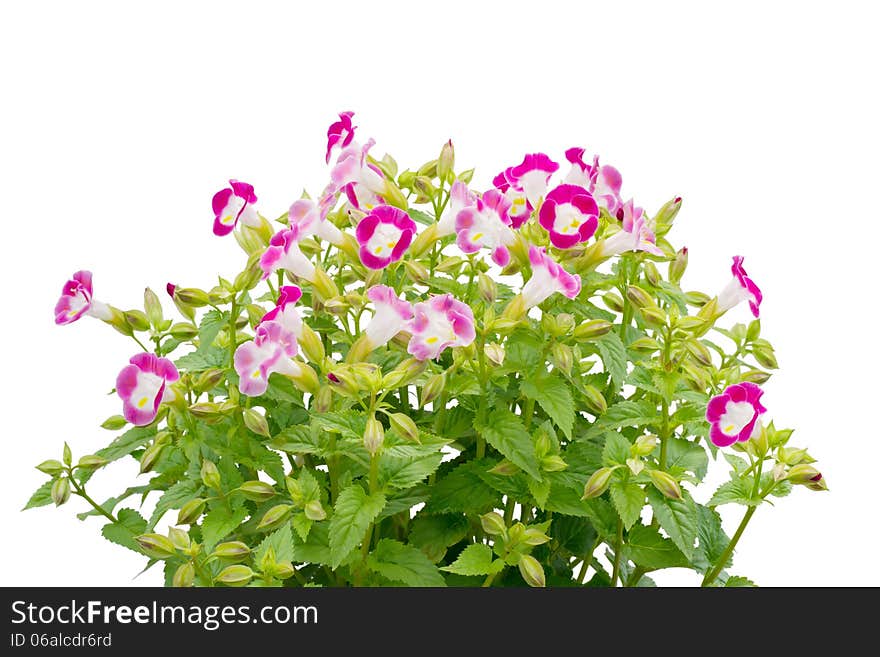 Torenia flower isolated on white background.