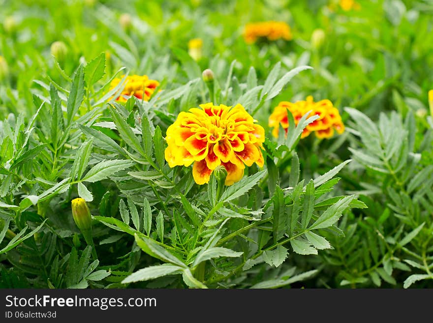 Close up of french marigold