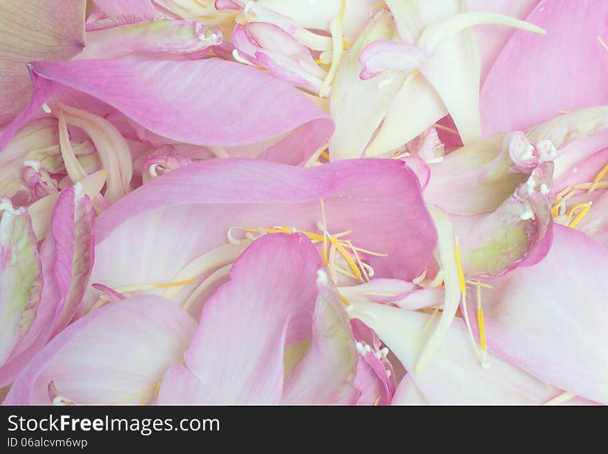 Petal lotus background (nelumbo lotus)