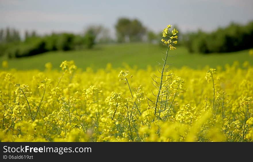 Shot of canola in 1080p in summer. Shot of canola in 1080p in summer