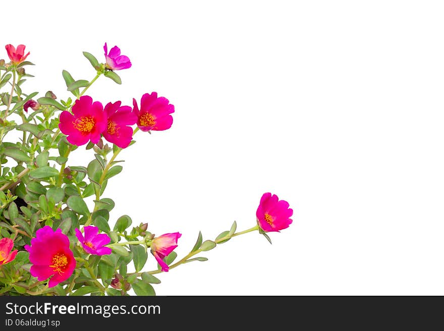 Portulaca flower