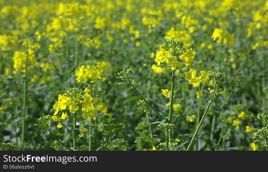 Rape Field Canola In Summer